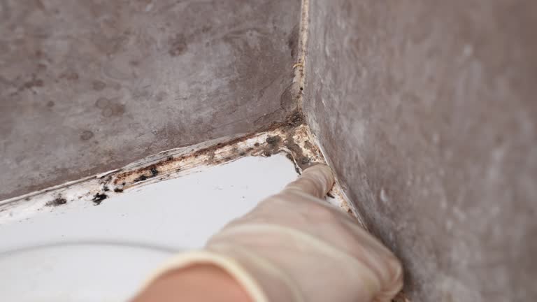  Quinnipiac University, CT Mold Removal Pros